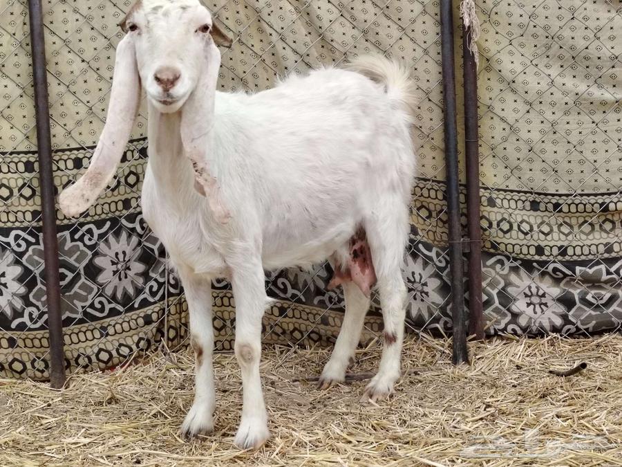 A Dutch goat with two adult does63205088697731112