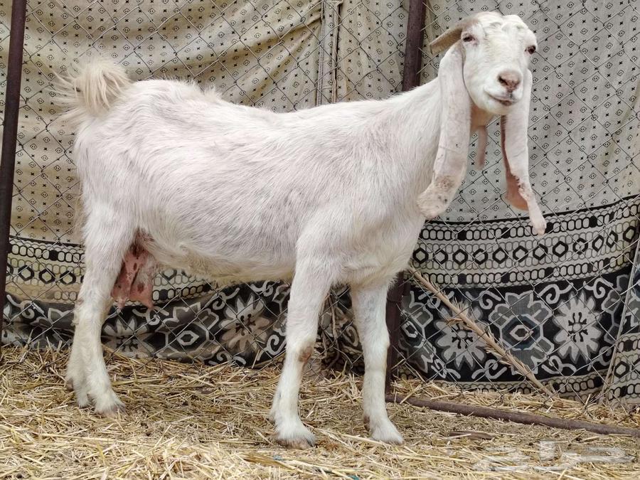 A Dutch goat with two adult does63205088697731113