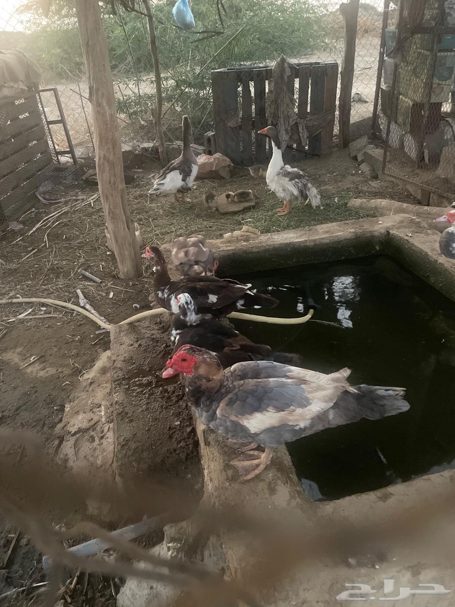 بط وز معه عياله632019125167381128