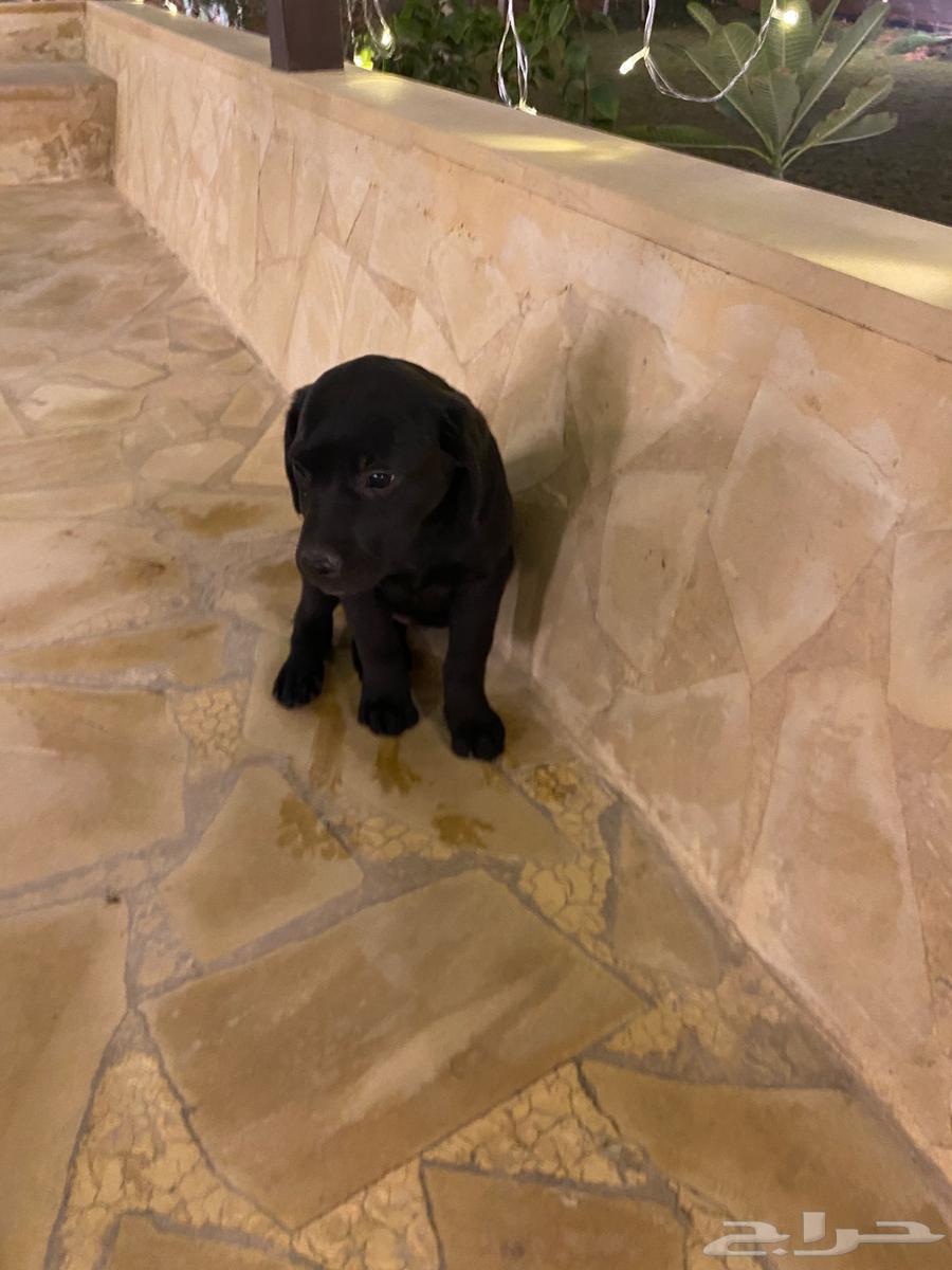 Labrador puppies63198334289154114