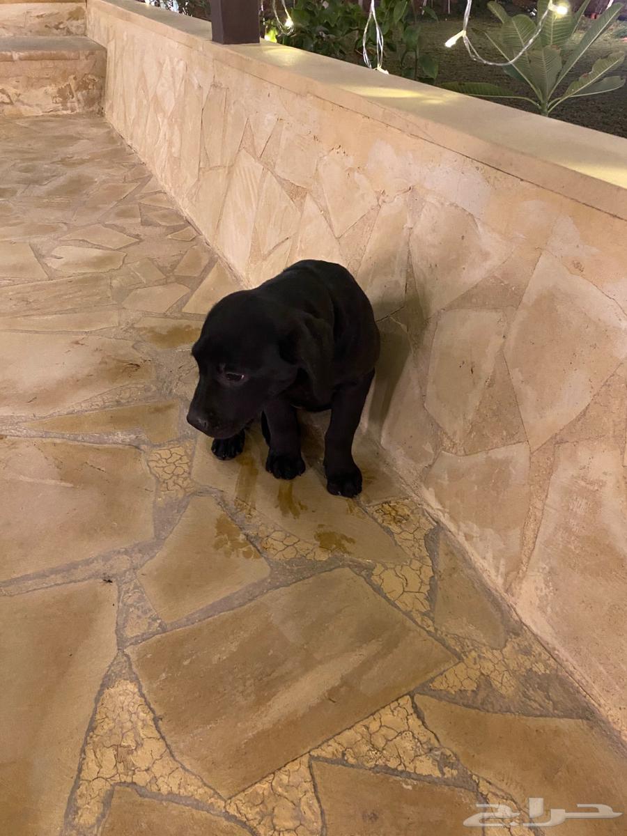 Labrador puppies63198334289154113