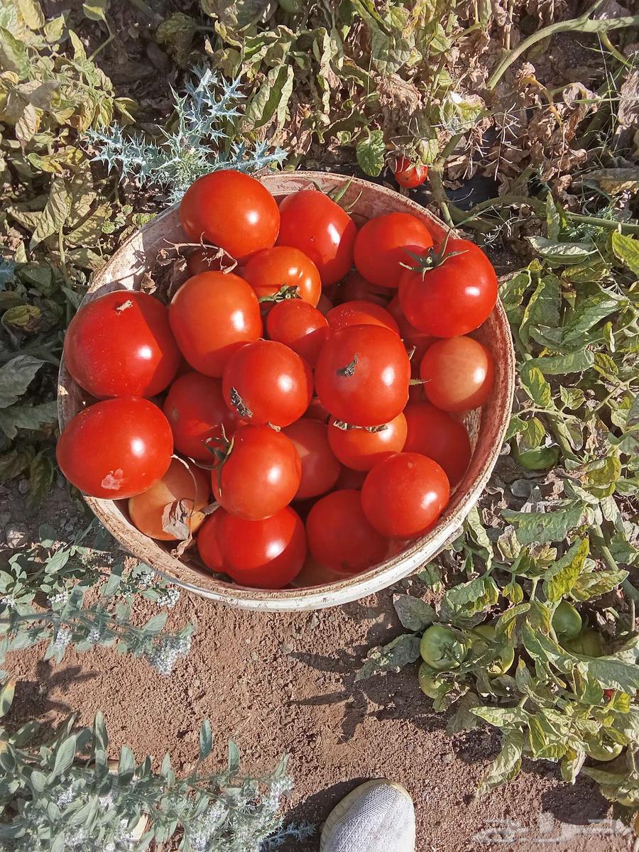 طماطم الباحه63199840779779113