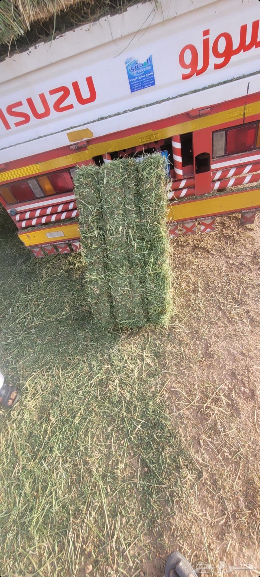 For sale. Alfalfa. Pure. Freshly harvested sticks and leaves today, Talbin. After Kh563199837001091114