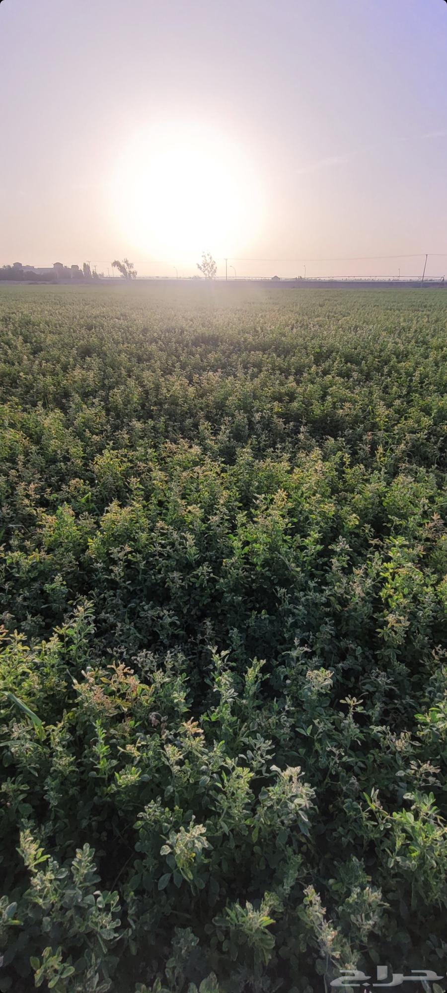 For sale. Alfalfa. Pure. Freshly harvested sticks and leaves today, Talbin. After Kh563199837001091112