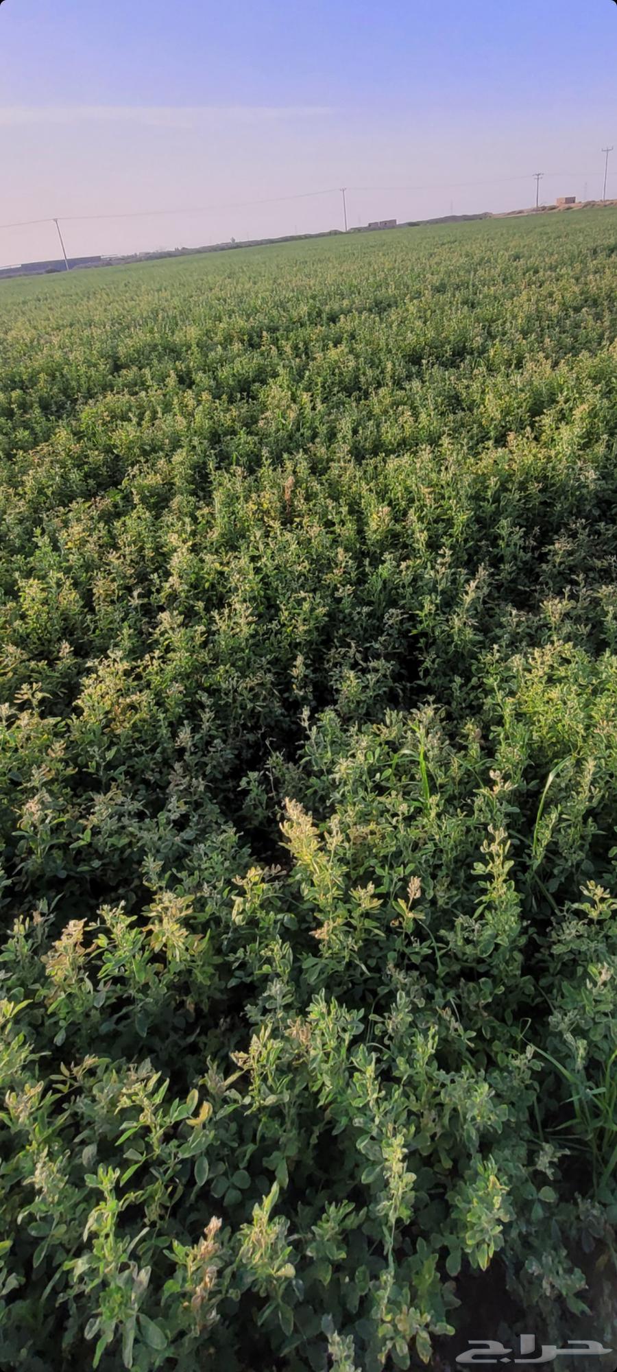 For sale. Alfalfa. Pure. Freshly harvested sticks and leaves today, Talbin. After Kh563199837001091111