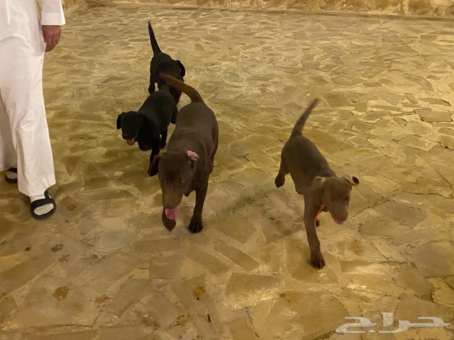 Labrador puppies63198334289154111