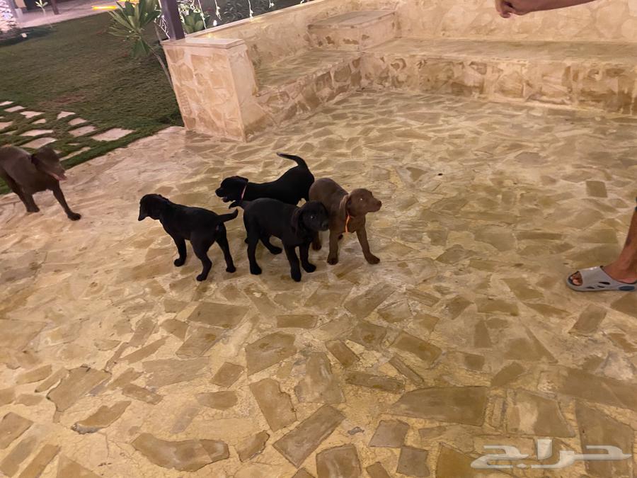 Labrador puppies63198334289154112
