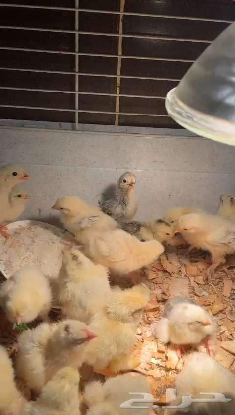 German Brahma chicks for sale63195326664194112