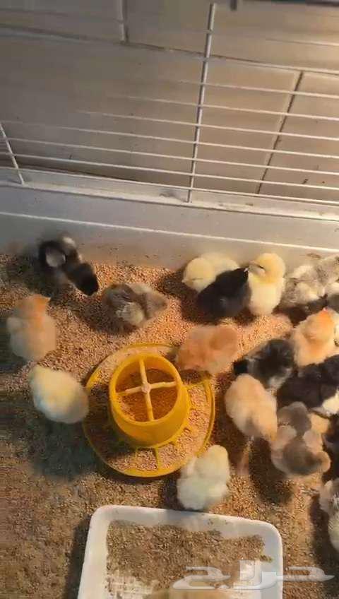 German Brahma chicks for sale63195326664194111