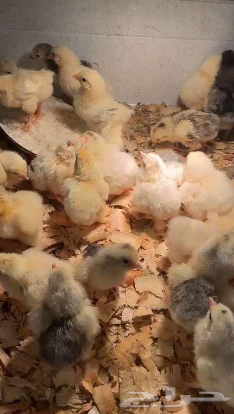 German Brahma chicks for sale631953266641941114