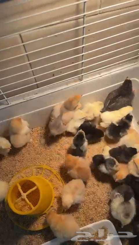 German Brahma chicks for sale63195326664194113