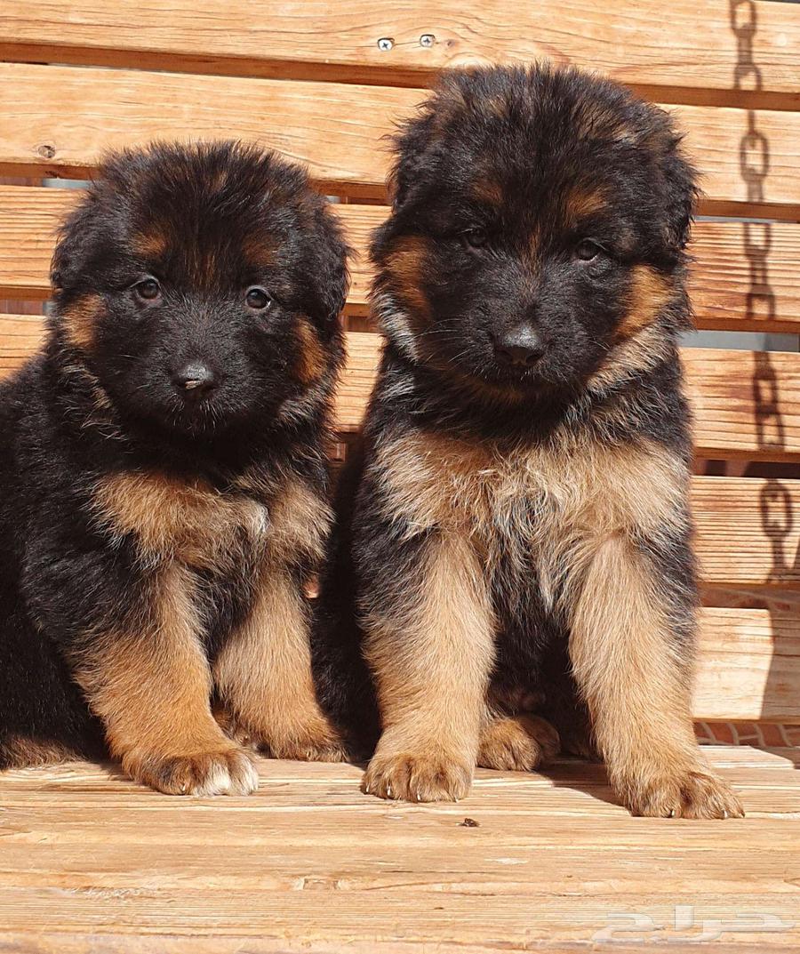 For sale German Shepherd puppies63197345943555111
