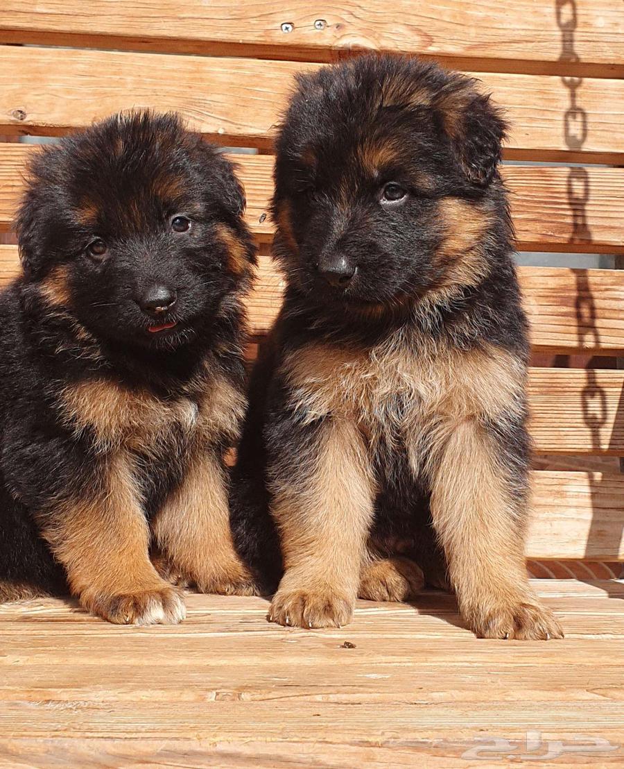 For sale German Shepherd puppies63197345943555113