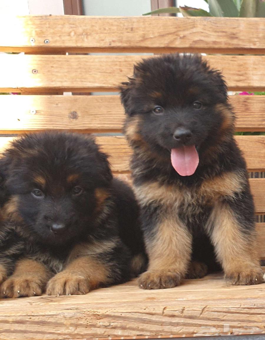 For sale German Shepherd puppies63197345943555112