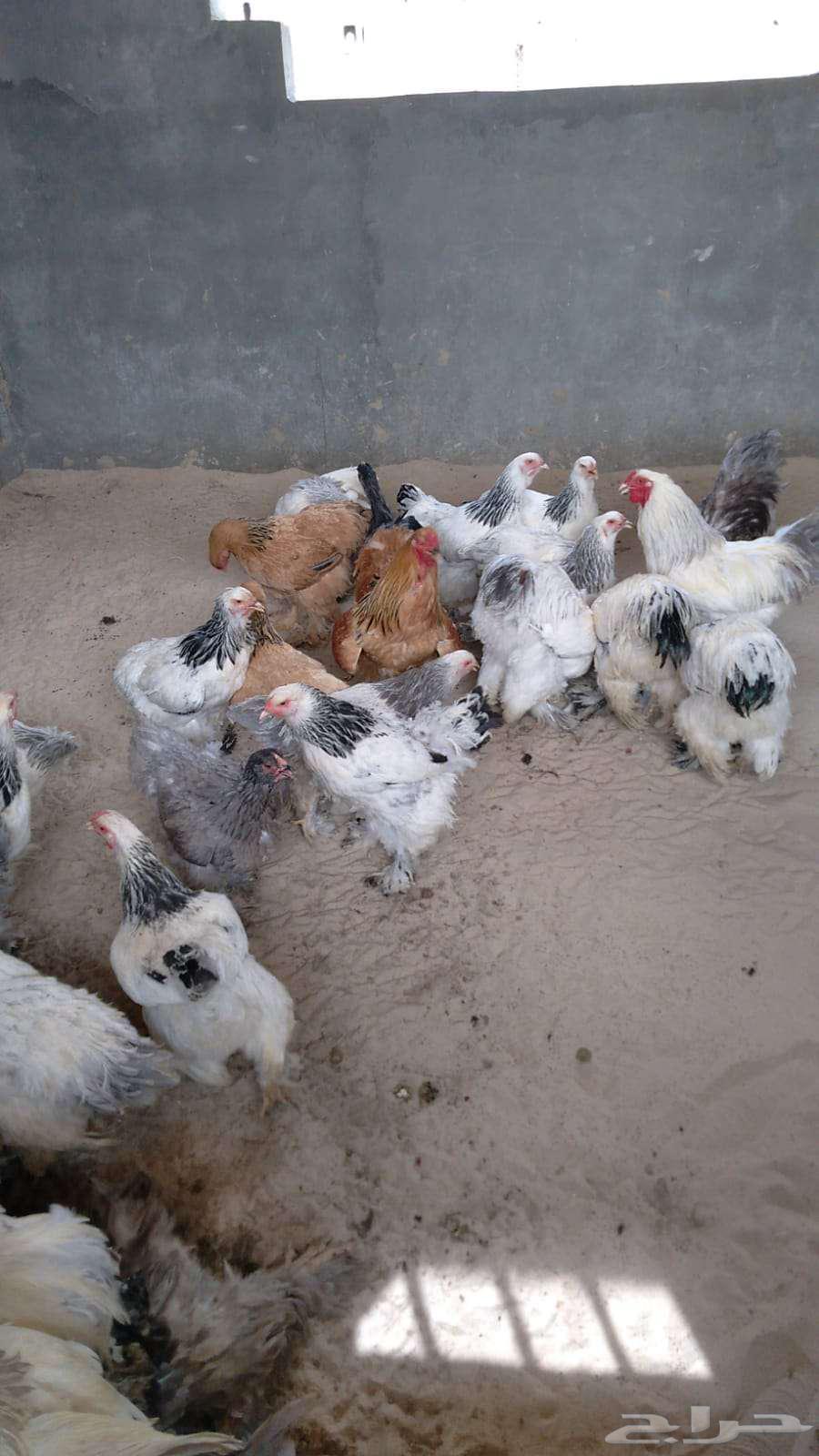 German Brahma chicks for sale63195326664194114