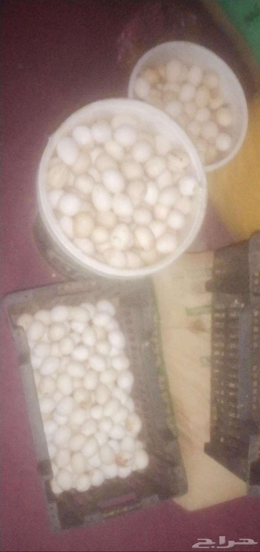 بيض بلدي وفيومي631958335240991125