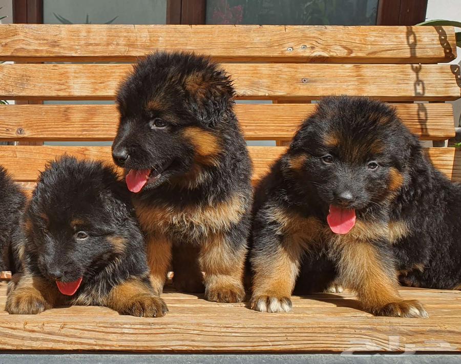 For sale German Shepherd puppies63197345943555114