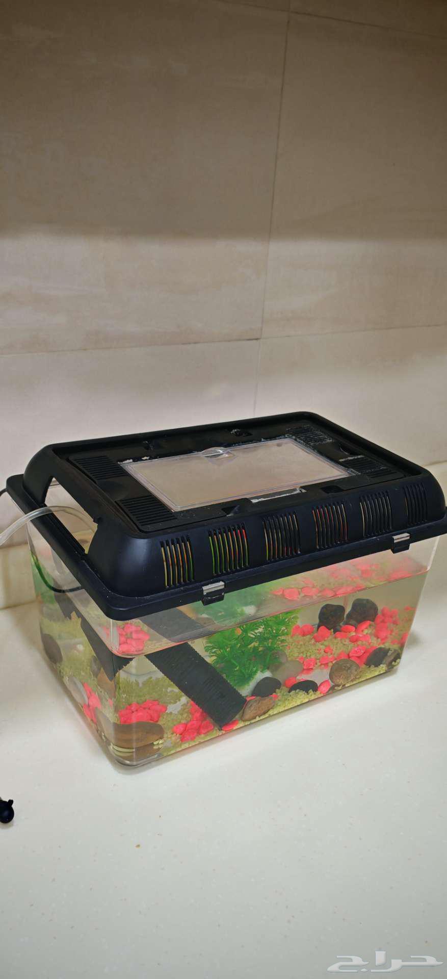A small fish tank with a filter and three fish63194804137987112