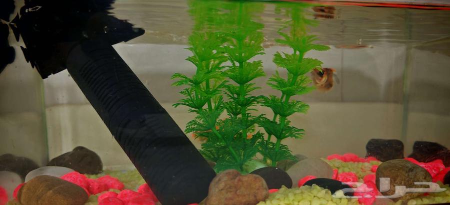 A small fish tank with a filter and three fish63194804137987111