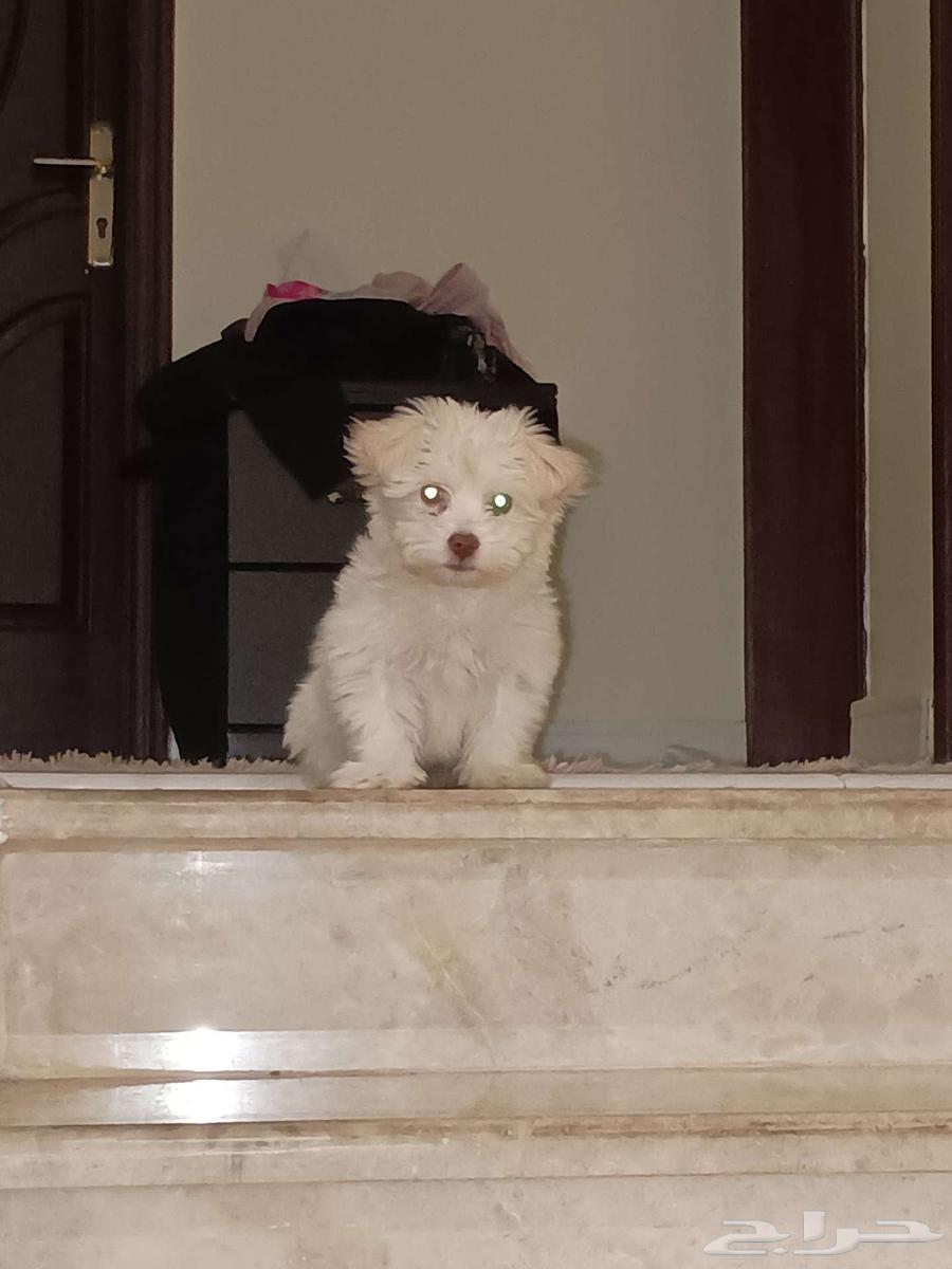 Maltese dog for sale due to travel reasons63187422779010111