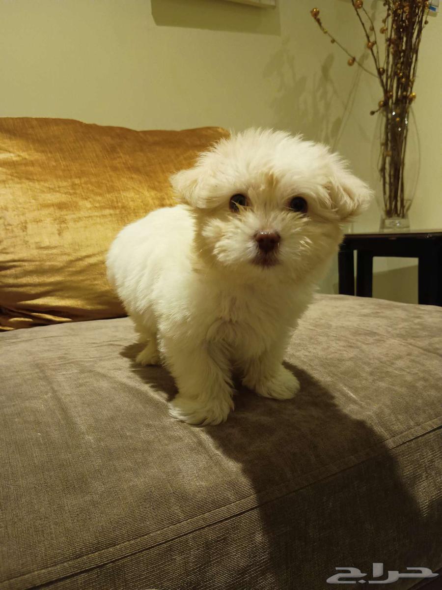 Maltese dog for sale due to travel reasons63187422779010113