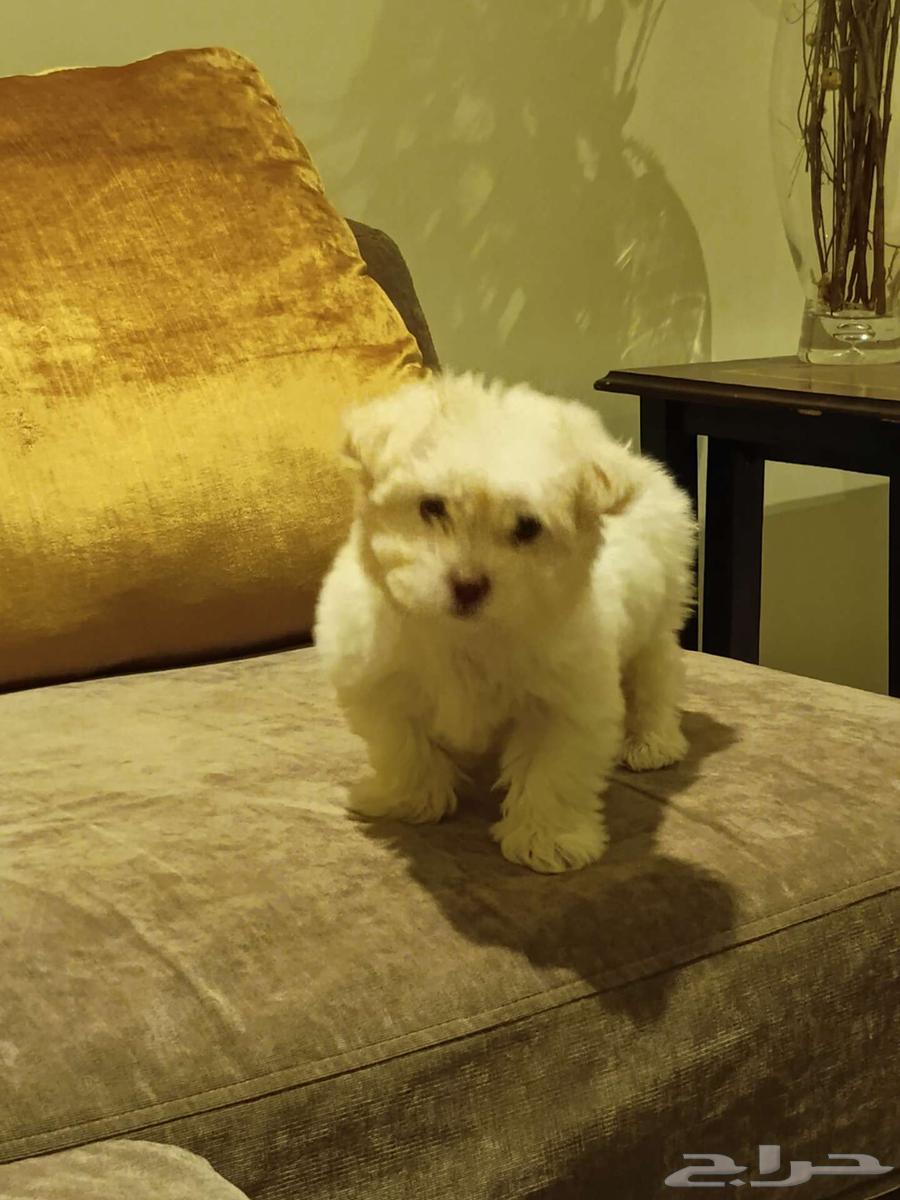 Maltese dog for sale due to travel reasons63187422779010118