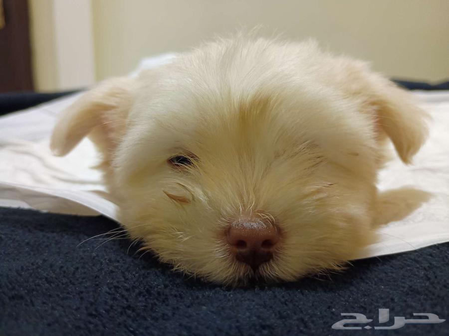 Maltese dog for sale due to travel reasons63187422779010112