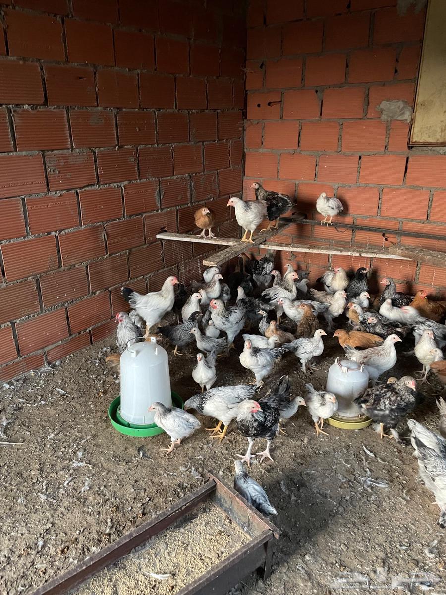 French chicken63185443274497114