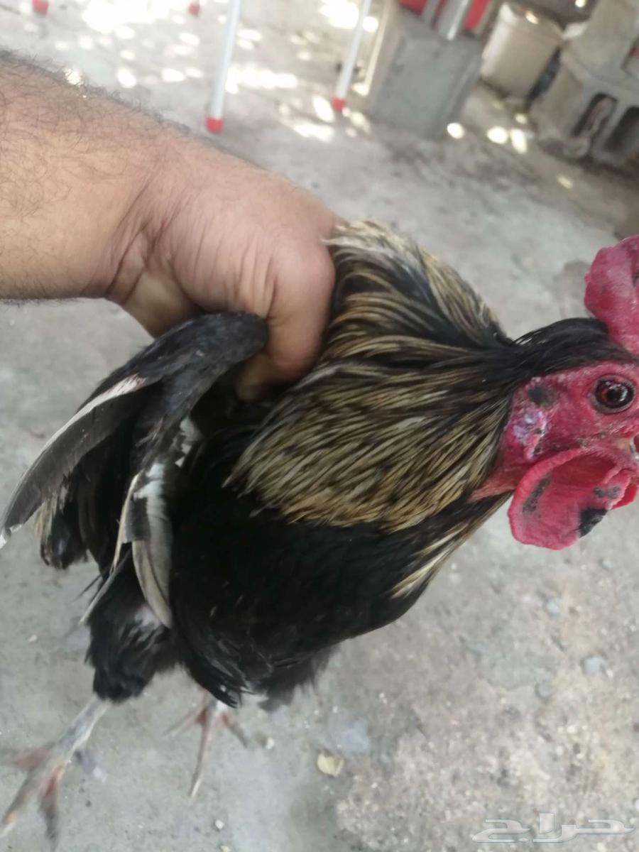 For sale: local roosters63185463311489114