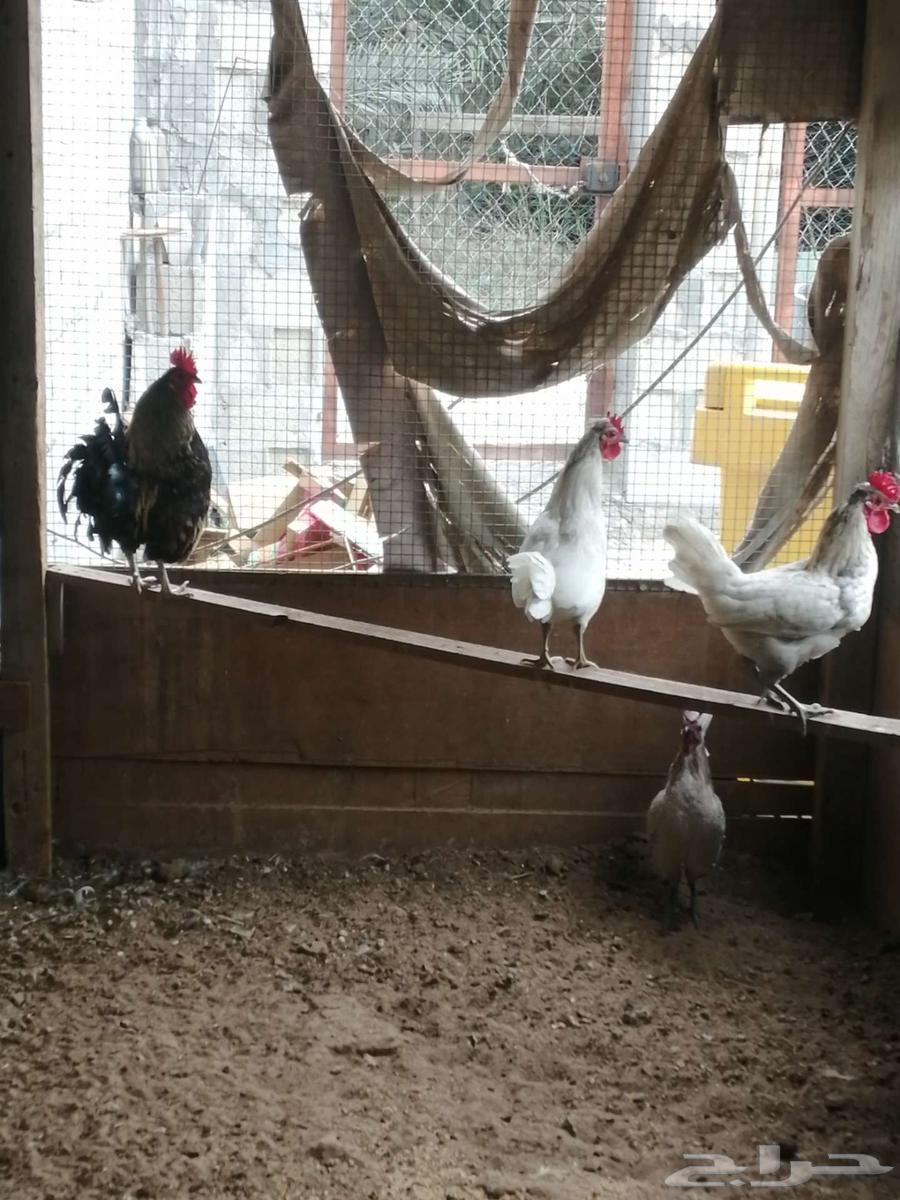 For sale: local roosters63185463311489113