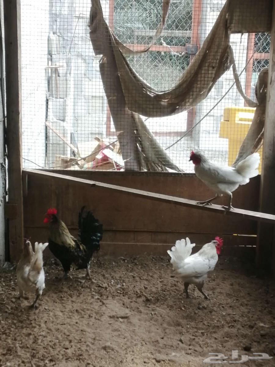 For sale: local roosters63185463311489111