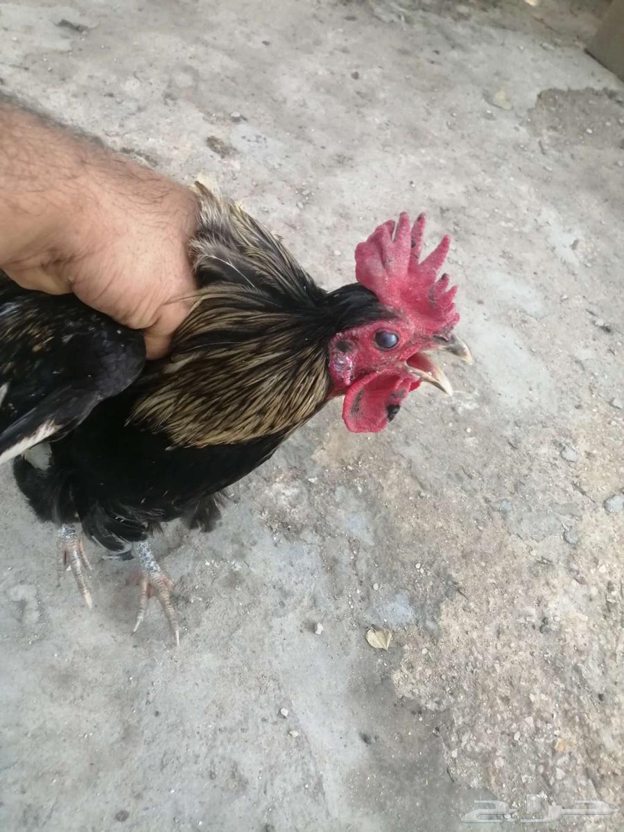 For sale: local roosters631854633114891117
