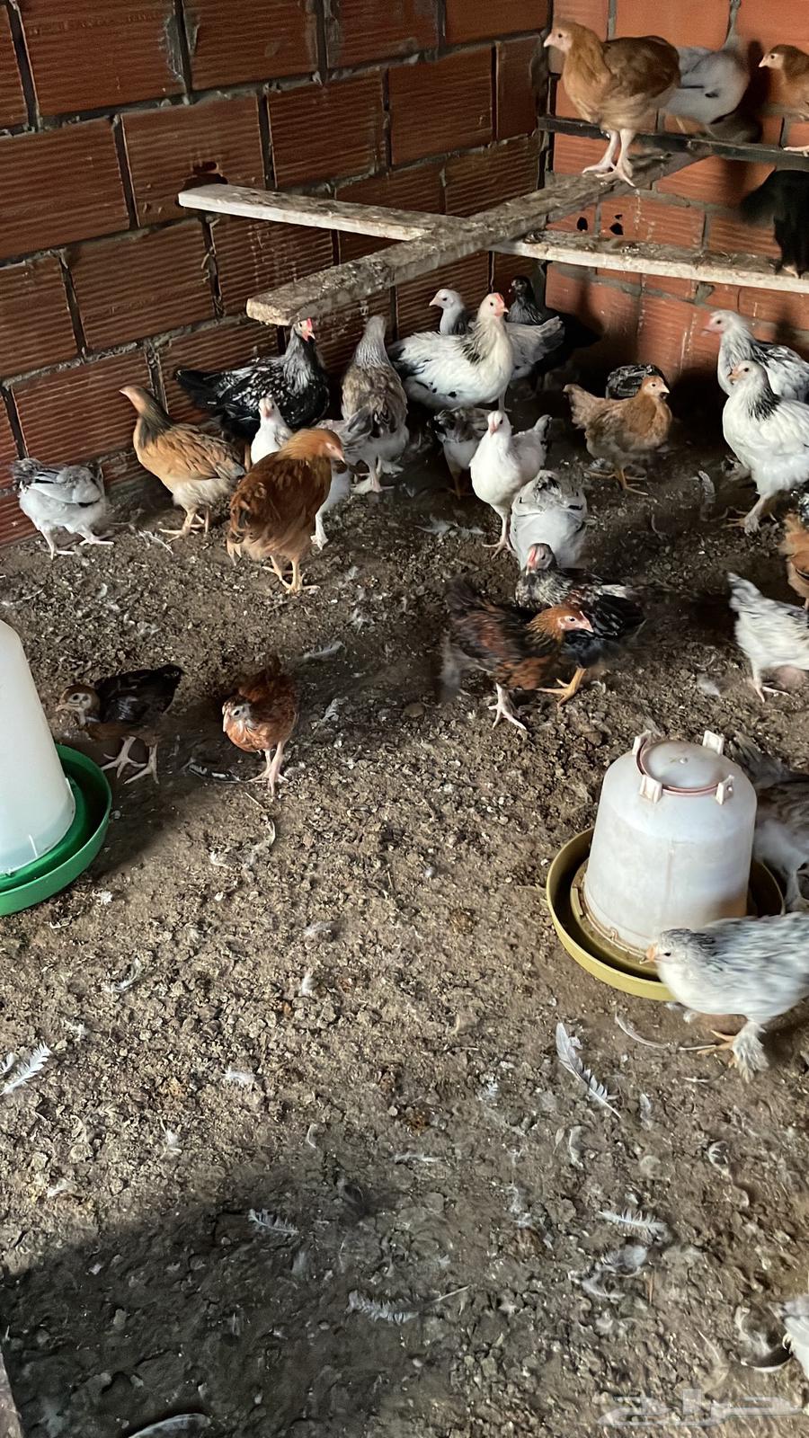 French chicken63185443274497111