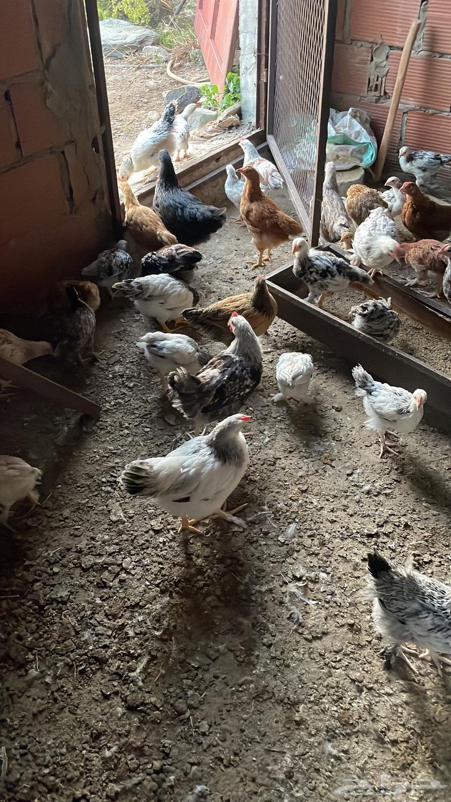 French chicken63185443274497112