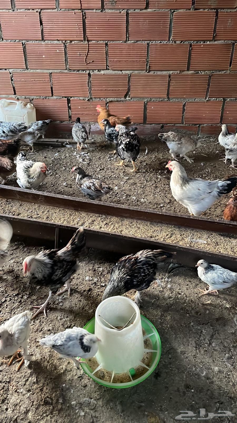 French chicken63185443274497113