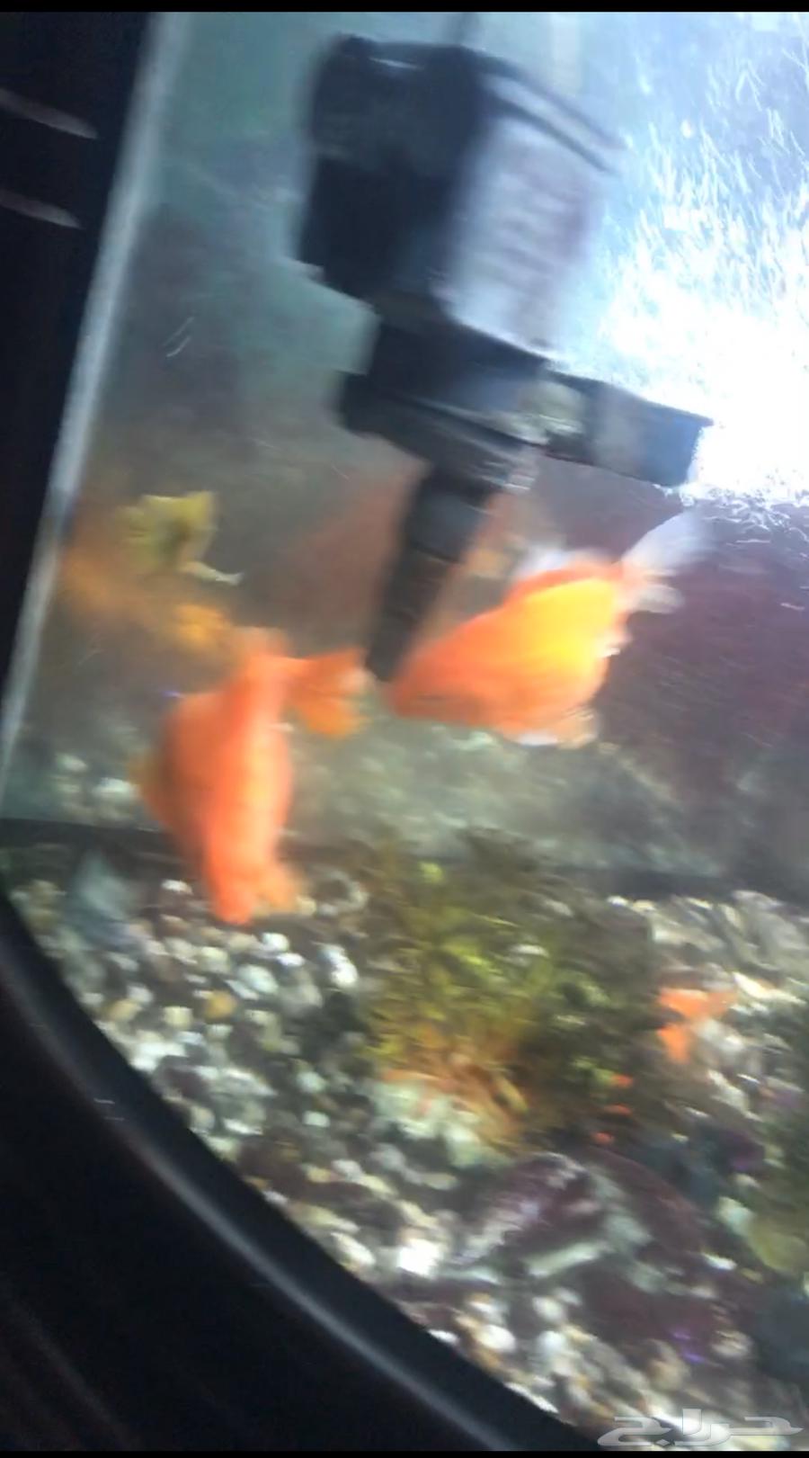 Fish tank63187933904514116