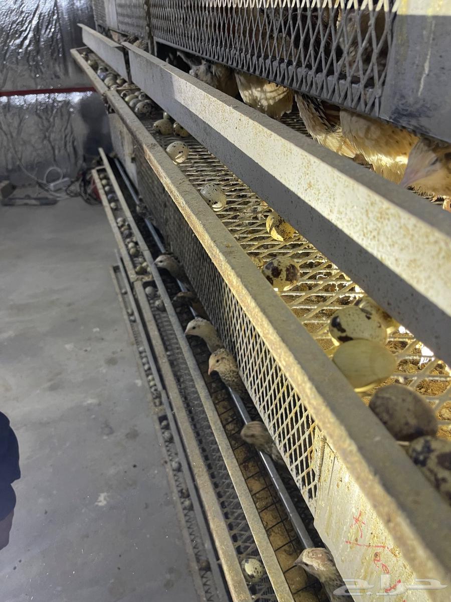 Quail eggs63184429783811111
