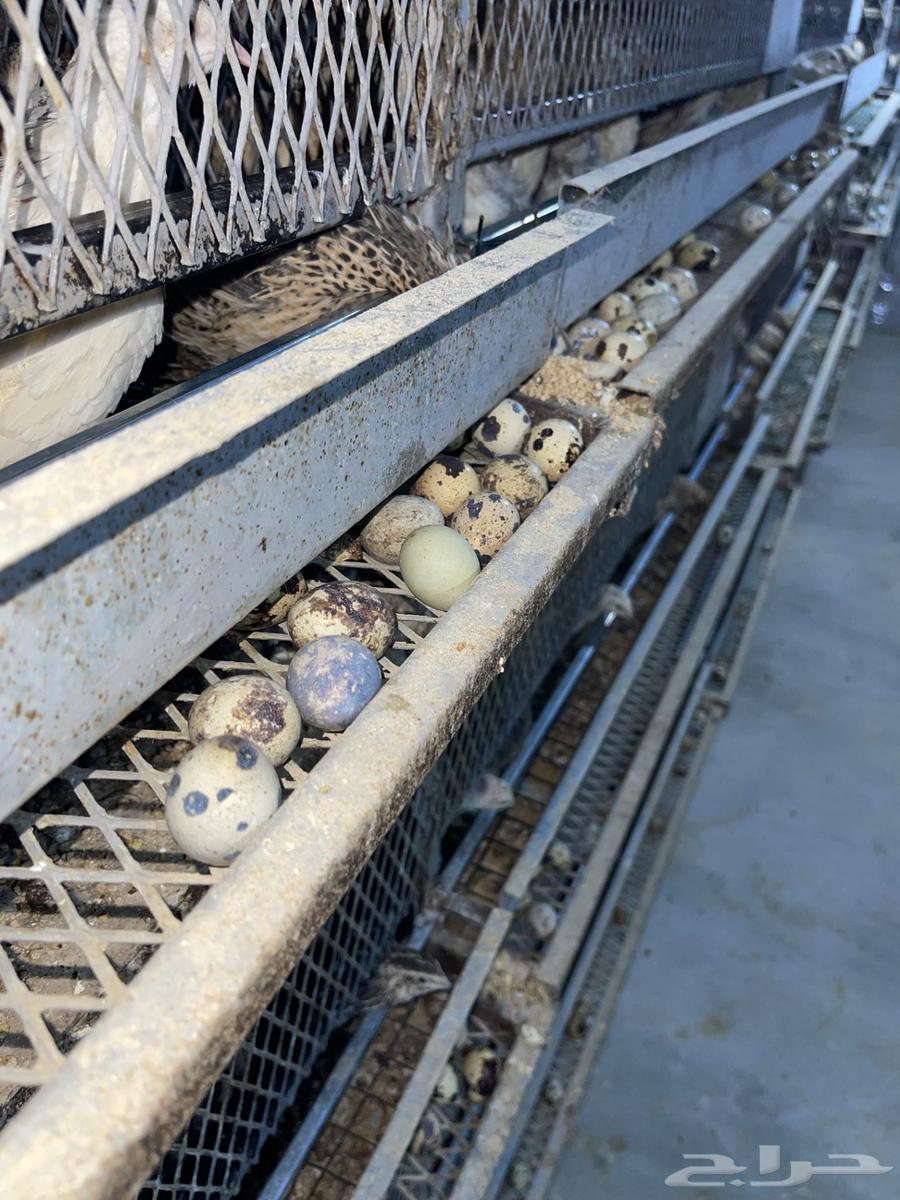 Quail eggs63184429783811117