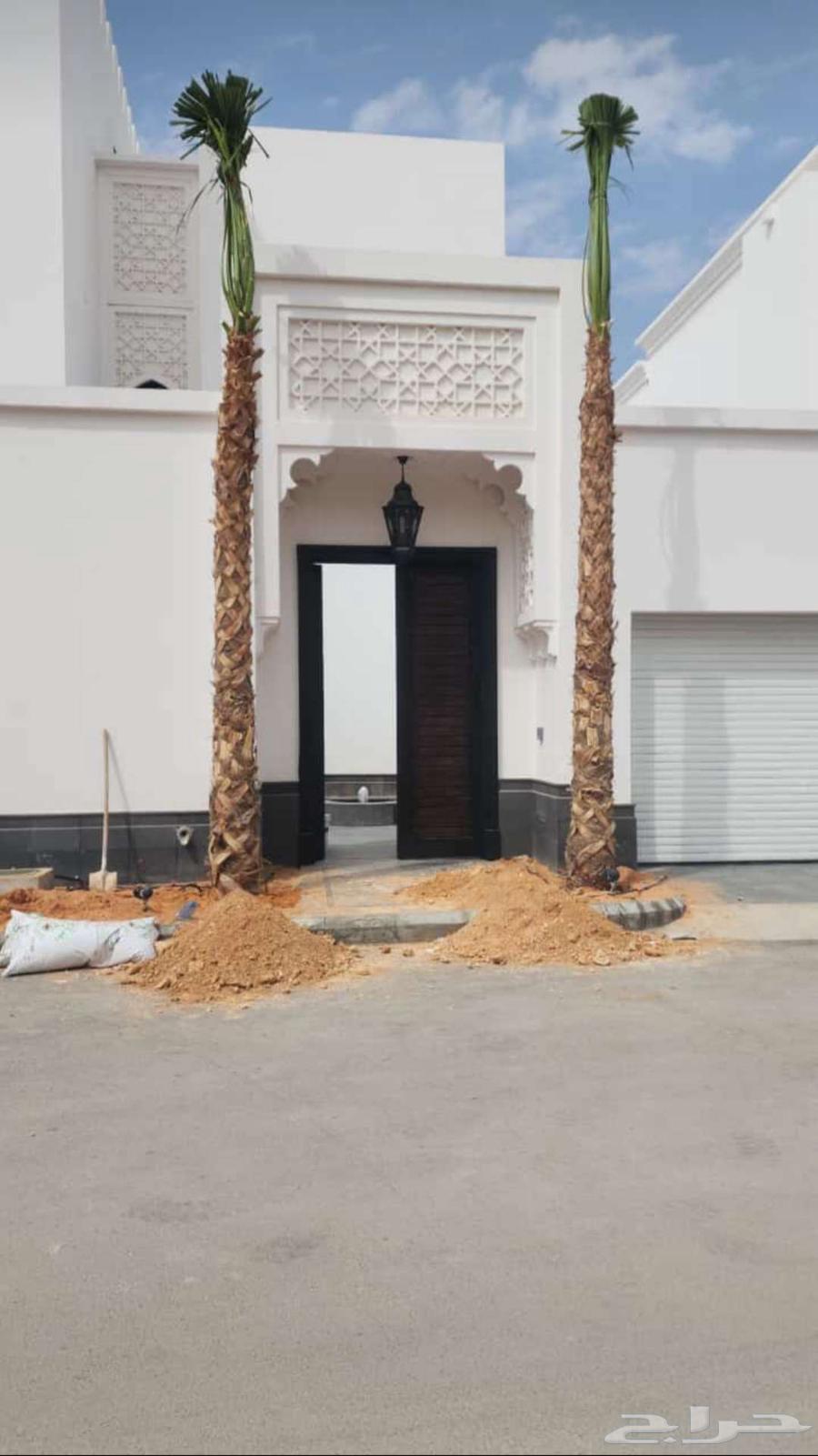 نخل واشنطني واشنطونيا زينه63186000207873114