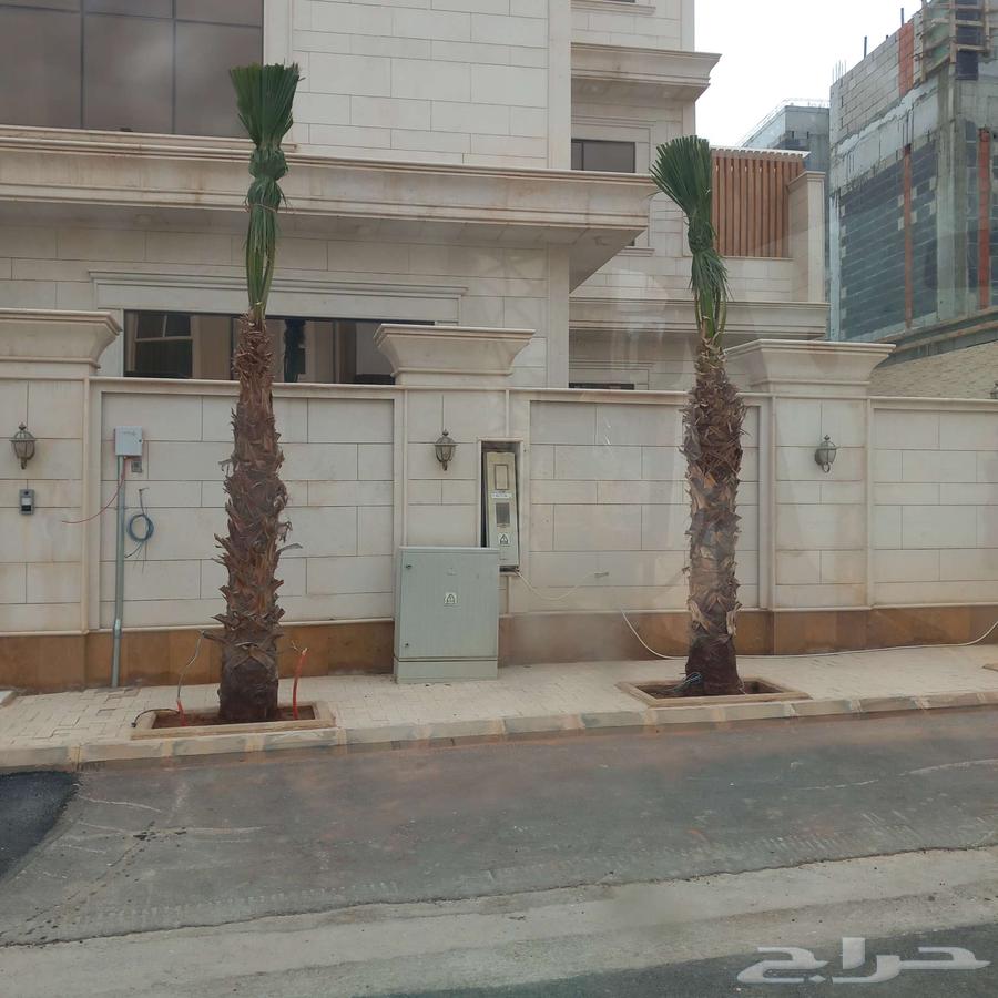 نخل واشنطني واشنطونيا زينه63186000207873112