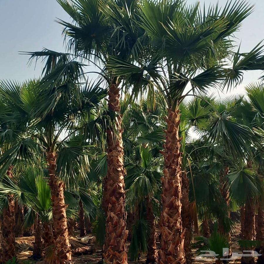 نخل واشنطني واشنطونيا زينه63186000207873111