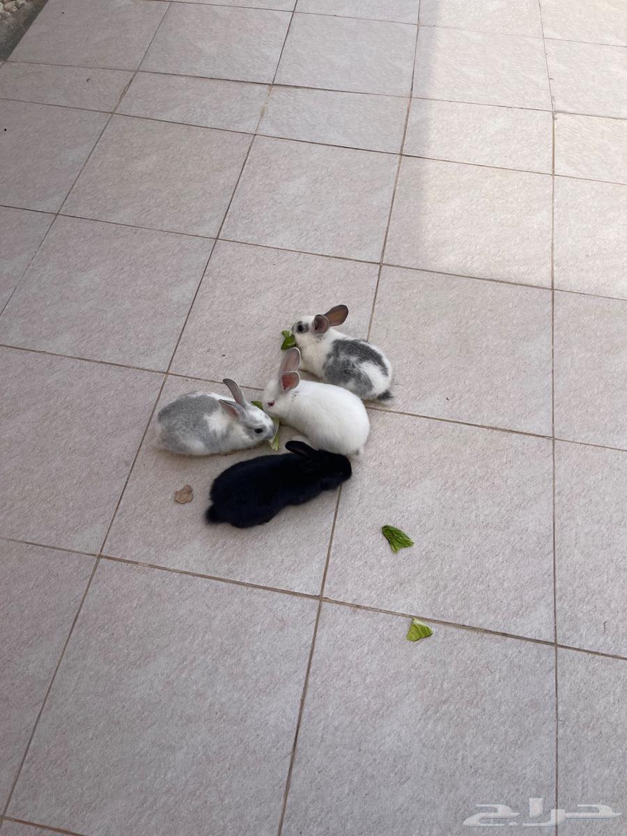 Rabbits for sale63181996876802111