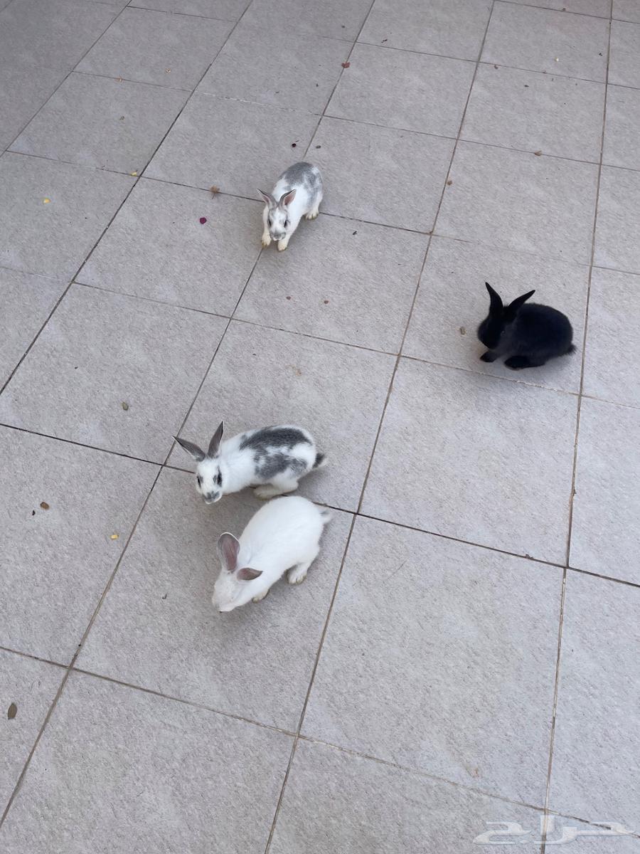 Rabbits for sale63181996876802111
