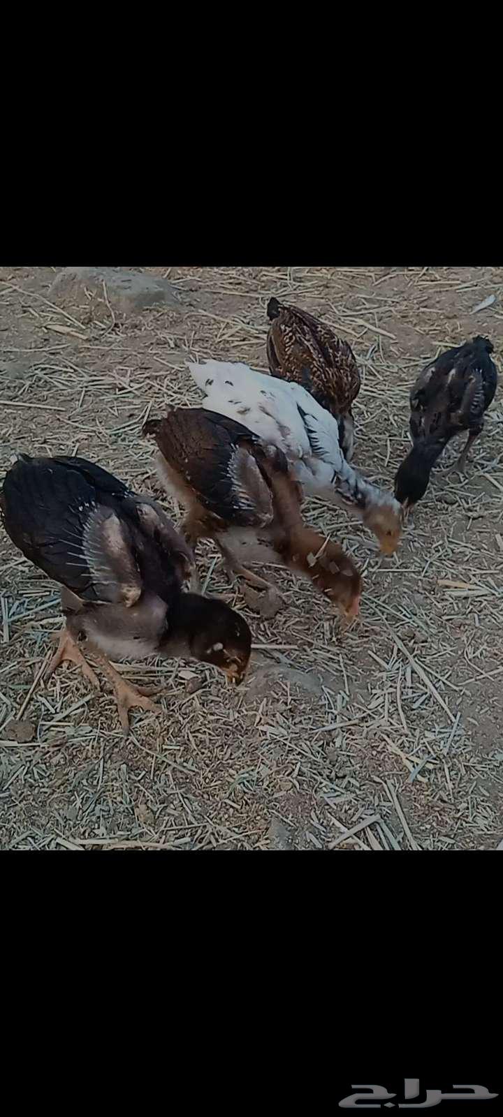 فروخ دجاج باكستاني63179100479746112