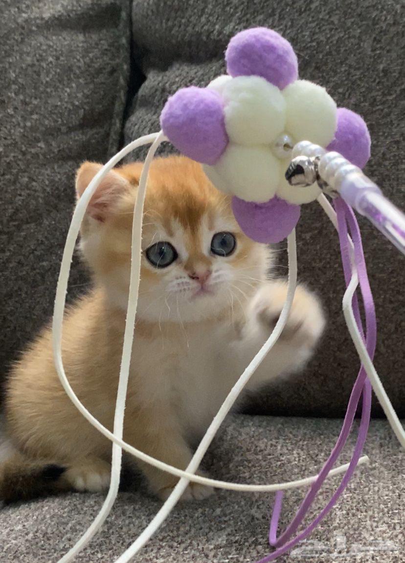 Kittens for sale, including their supplies, with installment options available.63178641815553113
