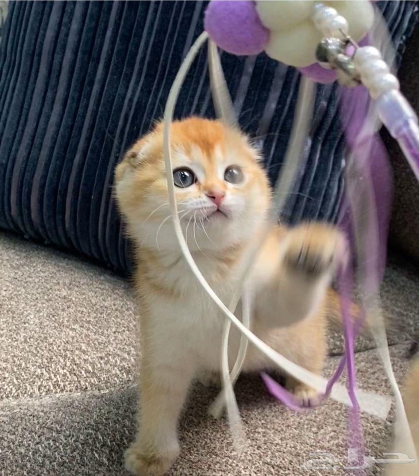 Kittens for sale, including their supplies, with installment options available.631786418155531118