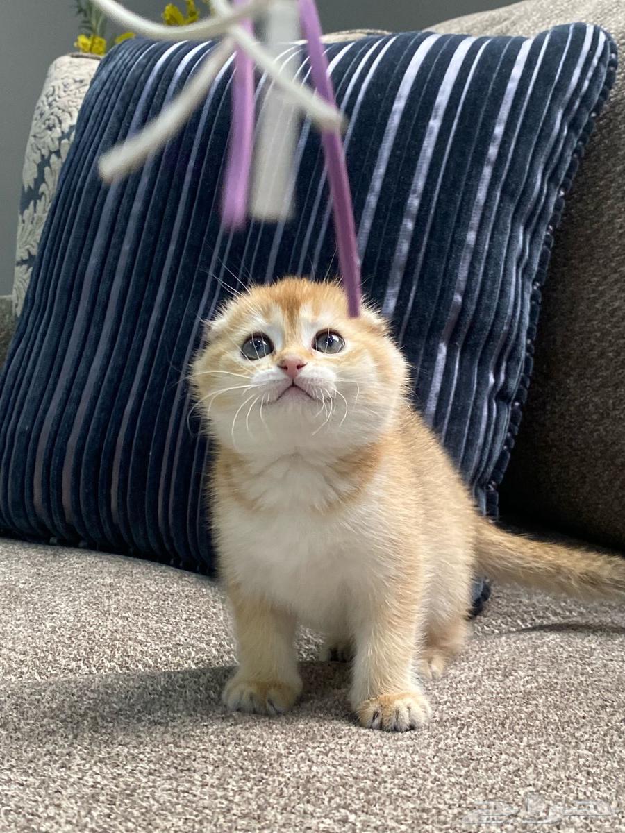 Kittens for sale, including their supplies, with installment options available.63178641815553111