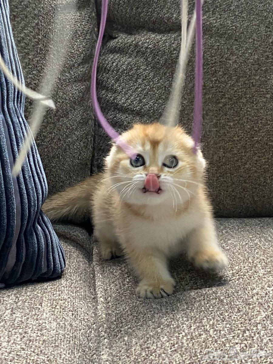 Kittens for sale, including their supplies, with installment options available.63178641815553112