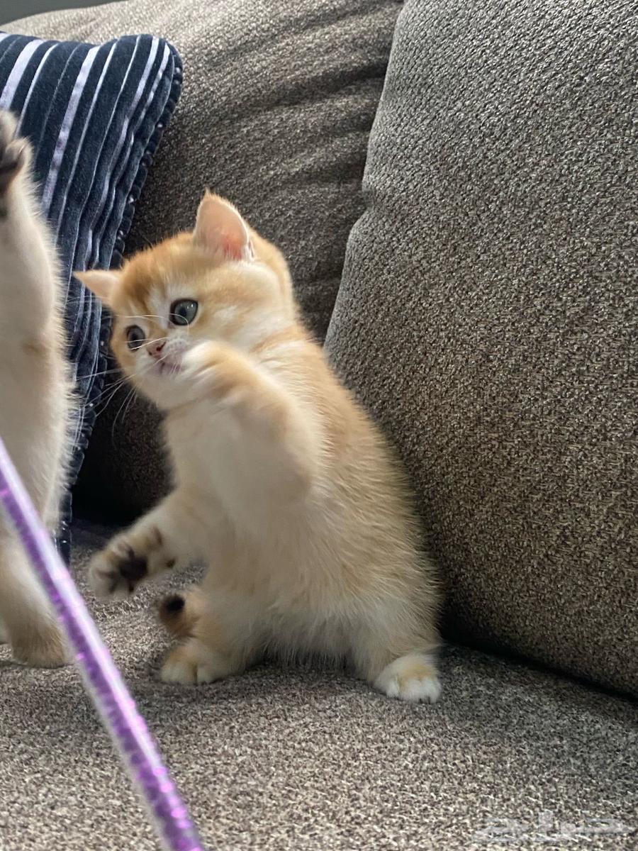 Kittens for sale, including their supplies, with installment options available.63178641815553114