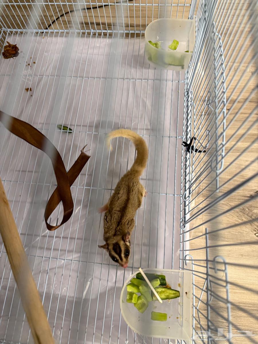 Sugar glider (سنجاب طائر) شوقر قلايدر للبيع63183967579779111